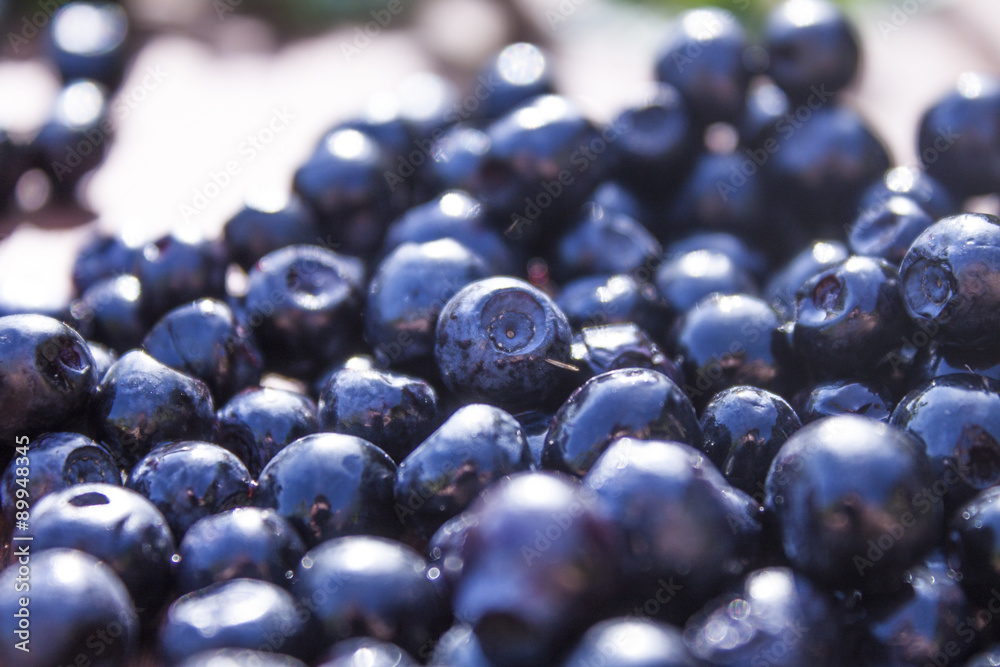 Vaccinium myrtillus Vaccinium myrtillus