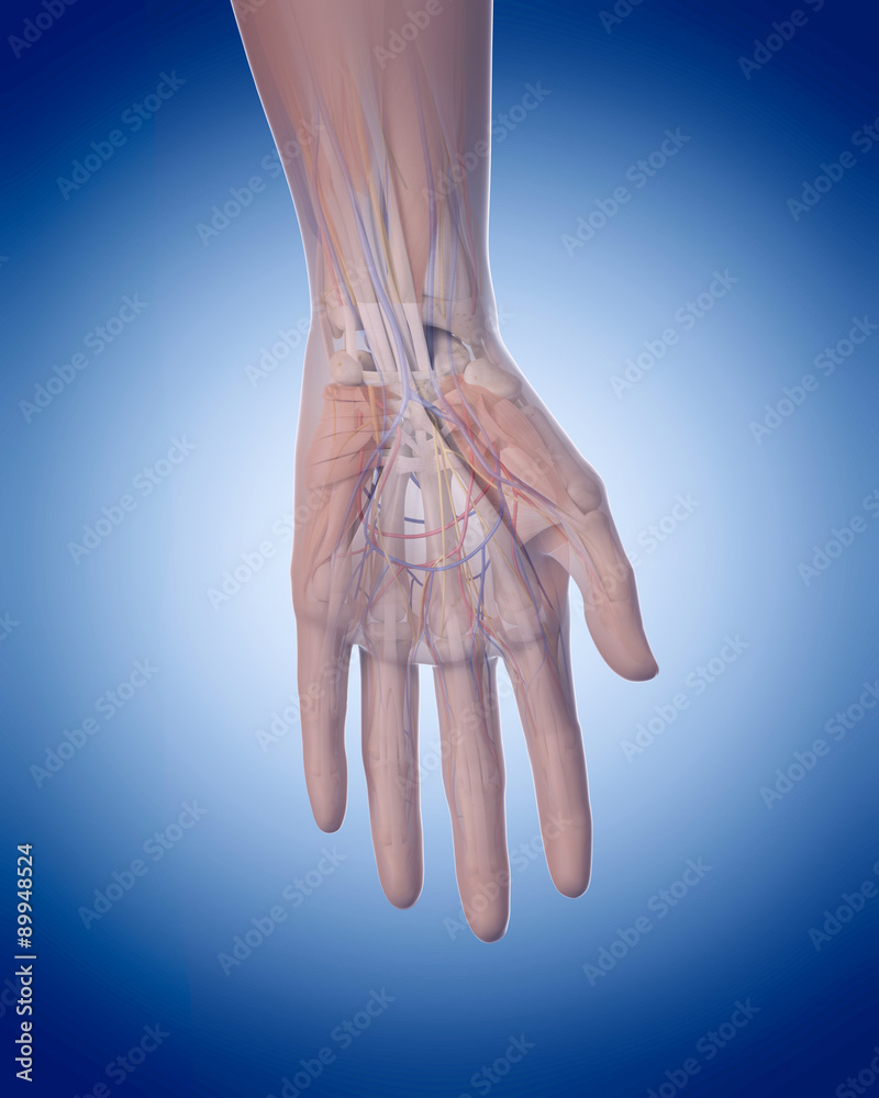 medically accurate illustration of the hand anatomy