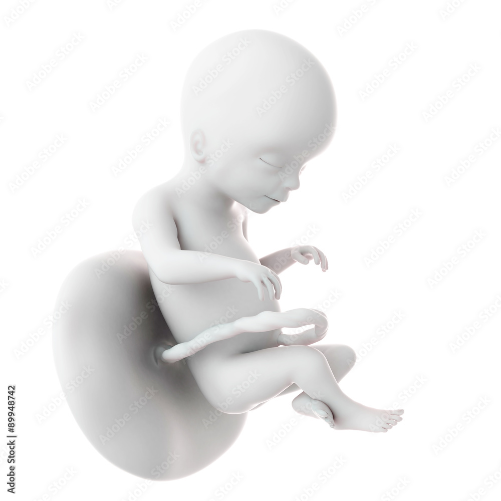 medically accurate illustration of a fetus week 20 medically accurate illustration of a fetus week 20