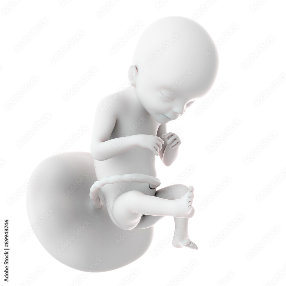 medically accurate illustration of a fetus week 21 medically accurate illustration of a fetus week 21