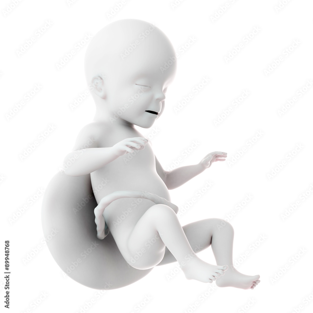medically accurate illustration of a fetus week 26 medically accurate illustration of a fetus week 26
