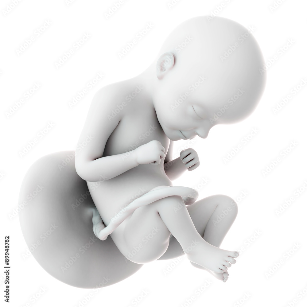 medically accurate illustration of a fetus week 29 medically accurate illustration of a fetus week 29