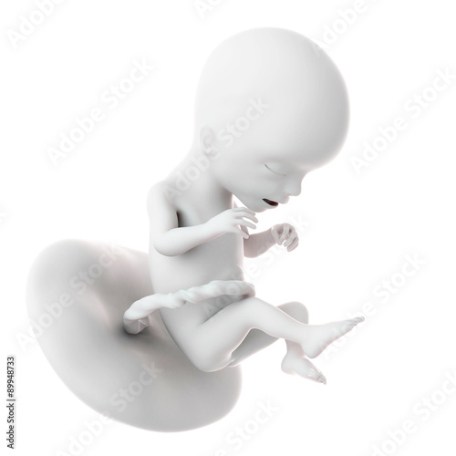 medically accurate illustration of a fetus week 17