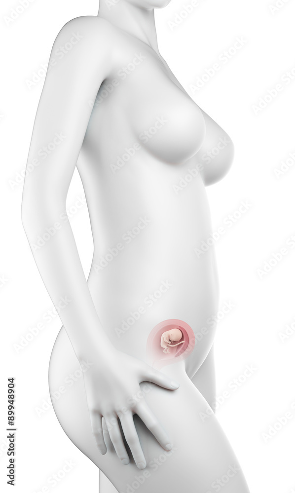 Naklejka premium medically accurate illustration of a pregnant woman - week 14