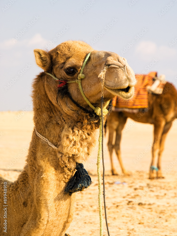 Obraz premium Camel in the desert