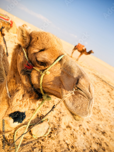 Camel in the desert