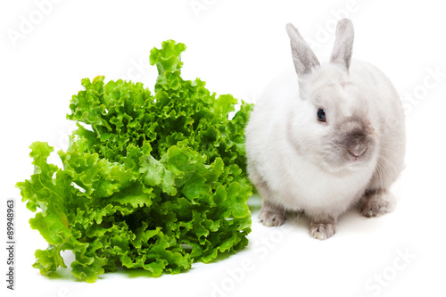 White rabbit eating green salad