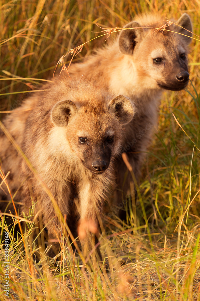 Obraz premium Baby Hyenas, Masai Mara