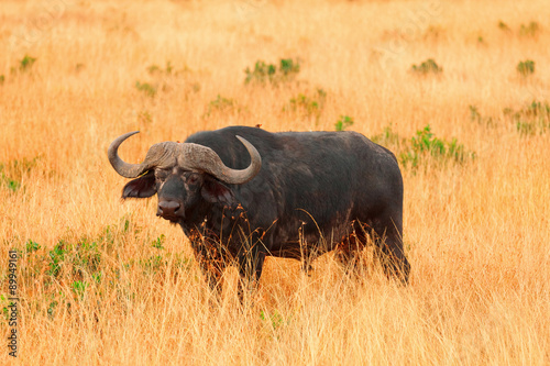 Fototapeta Naklejka Na Ścianę i Meble -  Buffalo in Masai Mara