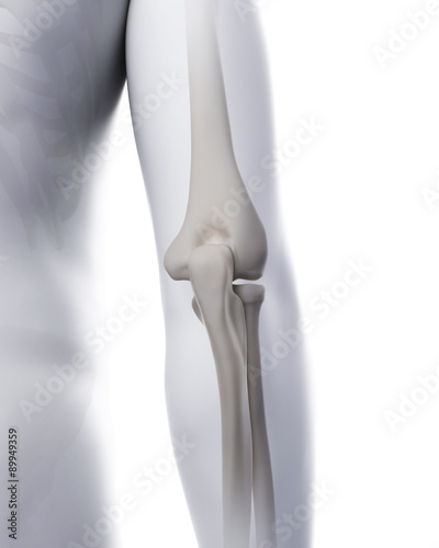 medically accurate illustration of the elbow