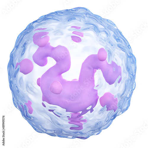 medically accurate illustration of a basophil photo