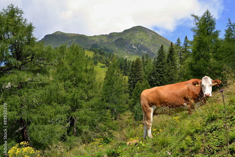 Grazing cow in green in mountains