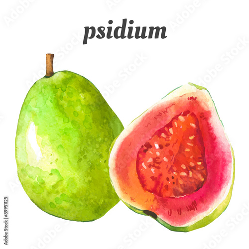 Vector illustration with watercolor fruit. Guavas.