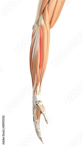 medically accurate illustration of the extensor carpi radialis brevis photo