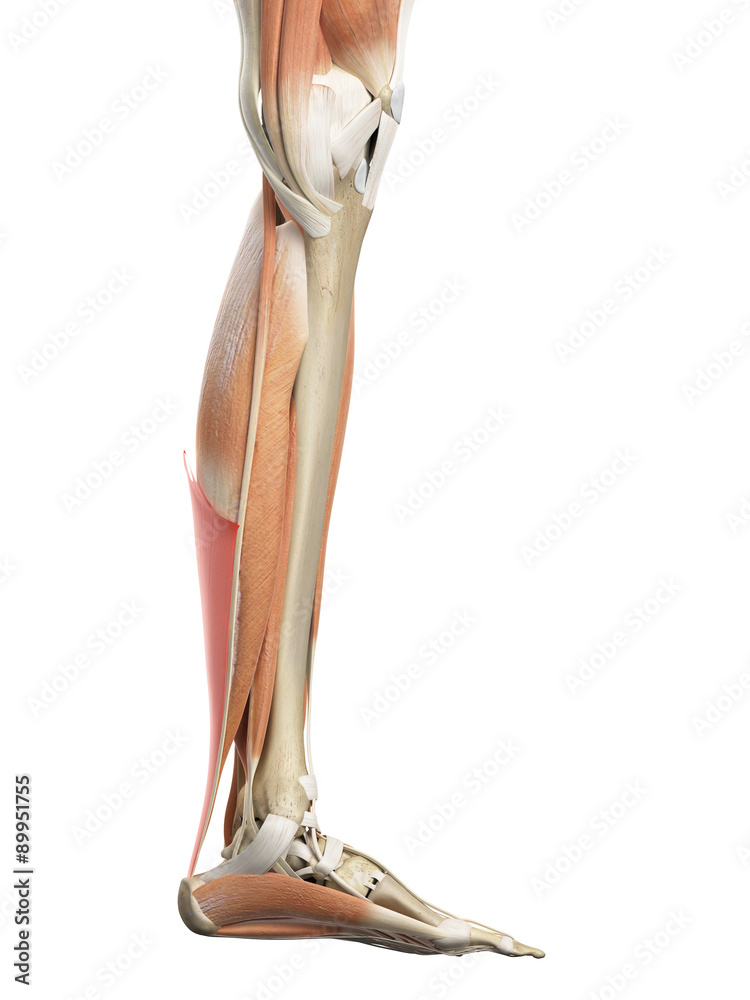 medically accurate illustration of the achilles tendon medically accurate illustration of the achilles tendon