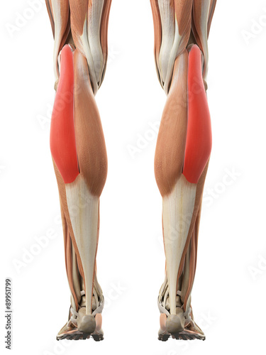 medically accurate illustration of the gastrocnemius lateral head