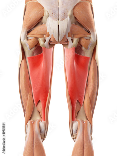 medically accurate illustration of the adductor magnus photo