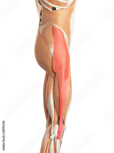 medically accurate illustration of the tensor fascia lata