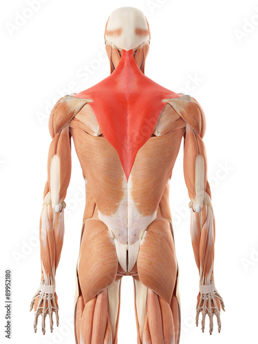medically accurate illustration of the trapezius