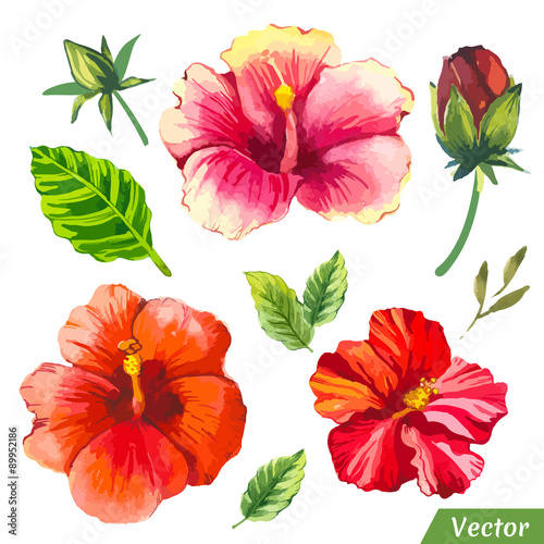 Vector illustration with watercolor flowers. 