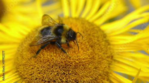 Macro shot of a bumblebee gathering pollen on a yellow flower.
