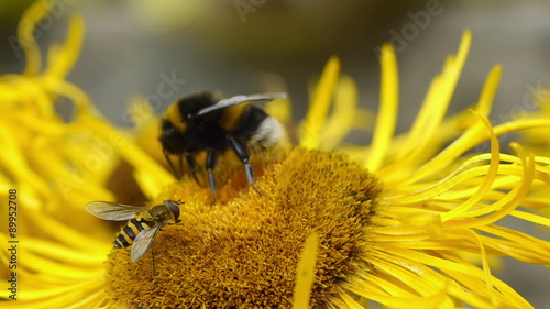 Macro shot of a bumblebee and hoverflies gathering pollen on a yellow flower.