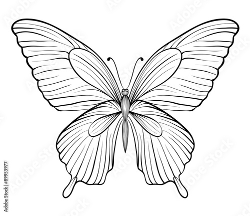 graphic black and white butterfly. Hand-drawn contour lines and strokes. one isolated on white