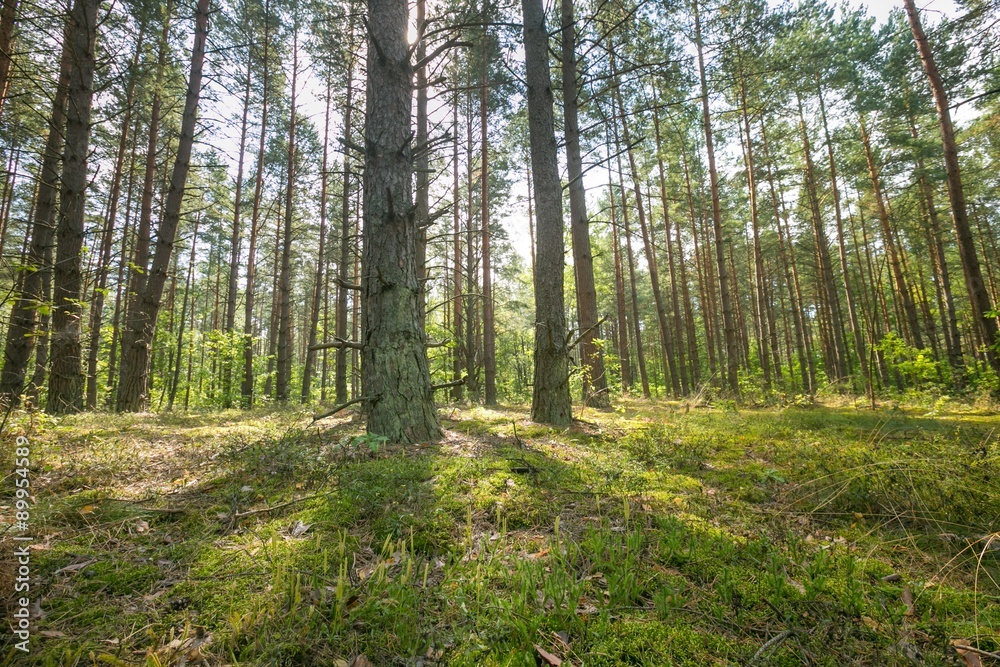 Beautiful summer pine forest Beautiful summer pine forest
