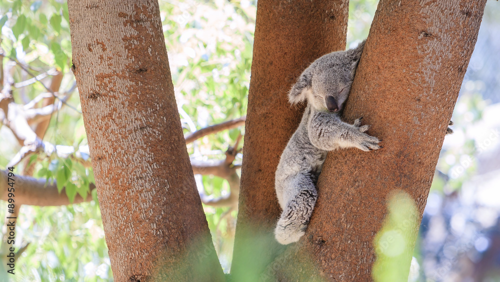 Fototapeta premium Sleepy koala lying on the tree