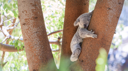 Ingelijste posters Koala Slaperige koala languit op tak  © Kit Leong