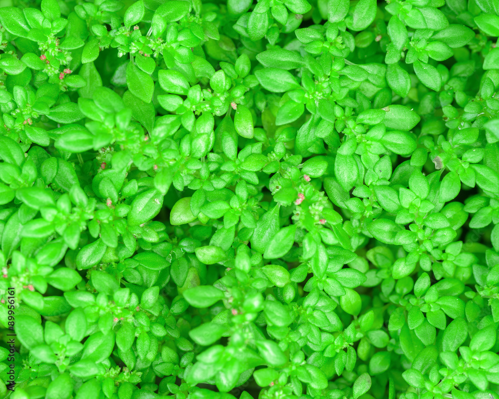 Obraz premium Green Leaf For Background.