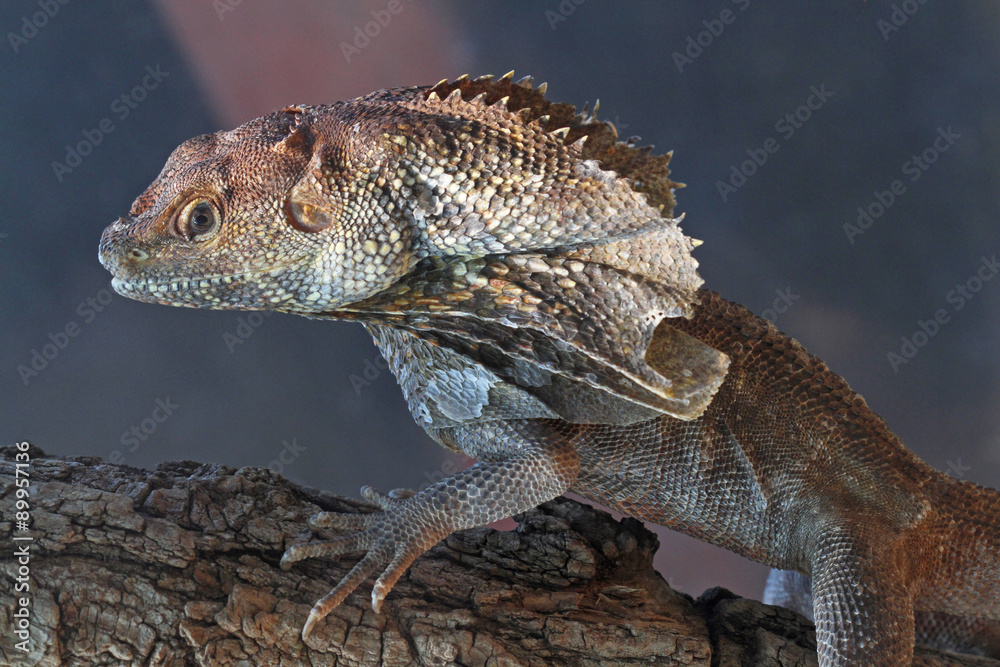 Fototapeta premium Frilled Lizard