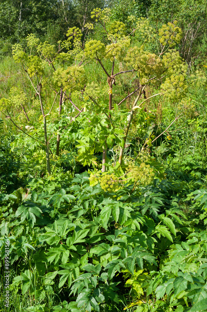 Medicinal plant: Angelica Medicinal plant: Angelica