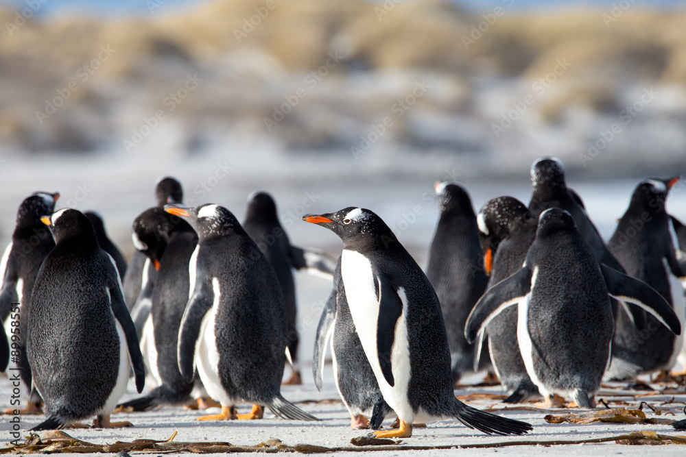 Obraz premium Group of Gentoo Penguin (Pygoscelis papua) together on a beach.