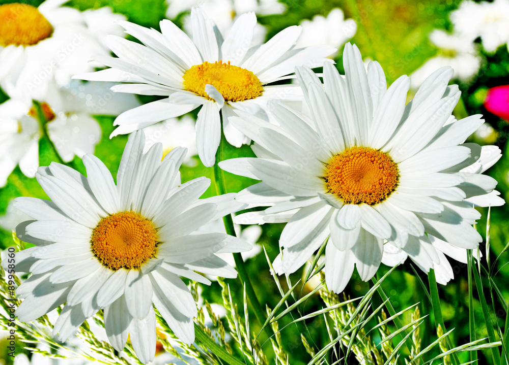 Obraz premium Wildflowers daisies