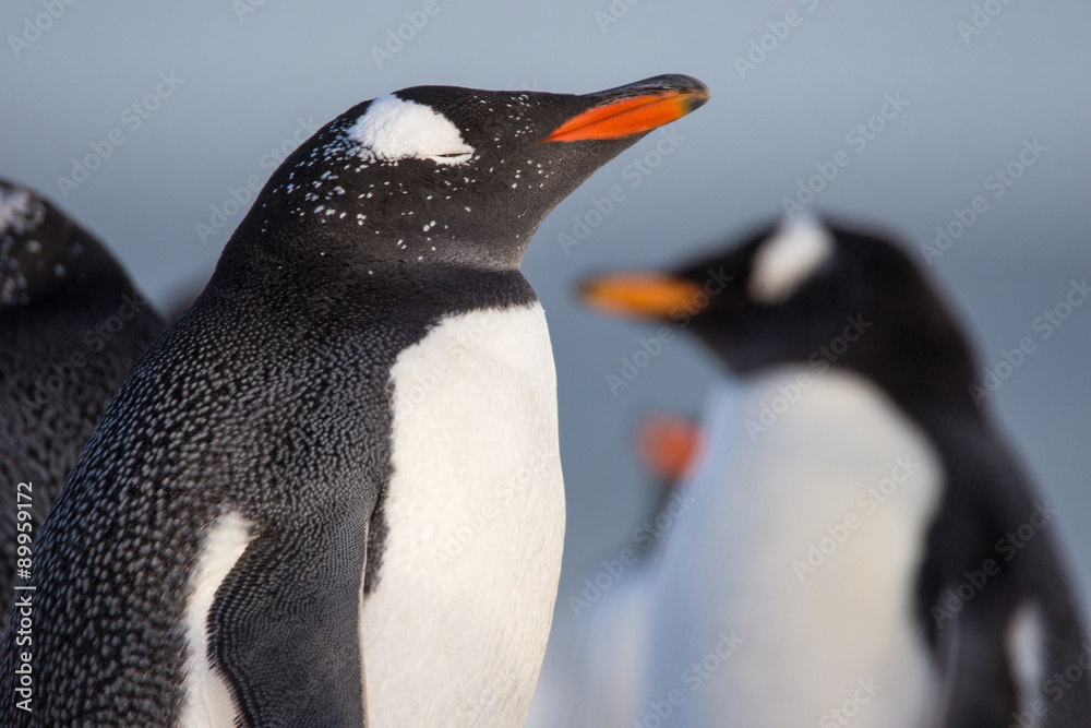 Obraz premium Close up Gentoo Penguin (Pygoscelis papua)