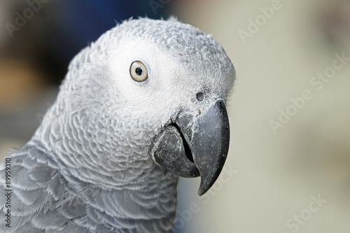 Portrait of African grey parrot