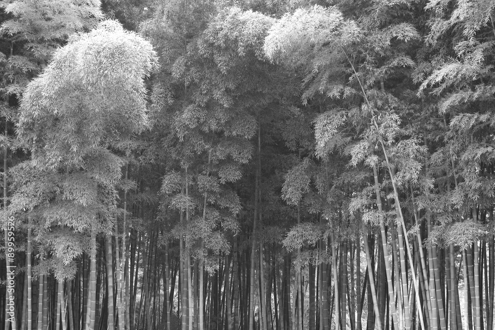 bamboo forest monochrome