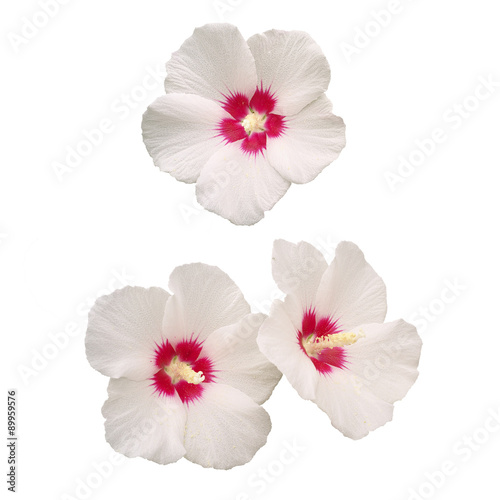 white rose of Sharon flowers hybiscus syriacus isolated on white