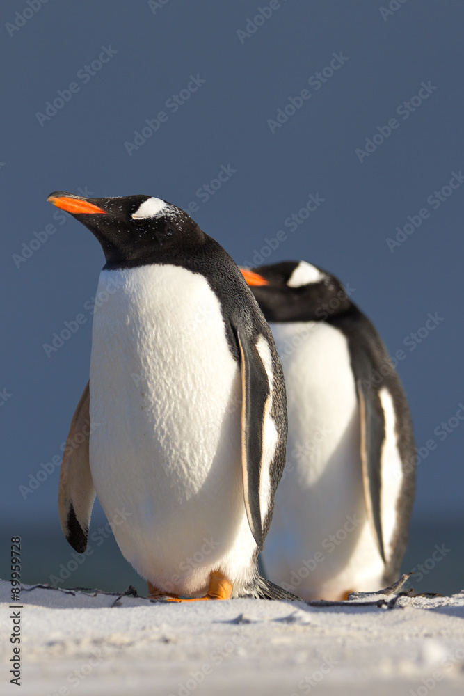 Fototapeta premium Gentoo Penguin (Pygoscelis papua) couple.