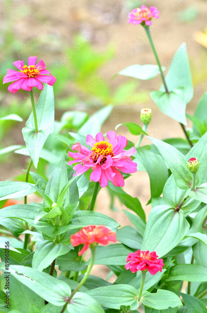 Obraz premium ジニアの花