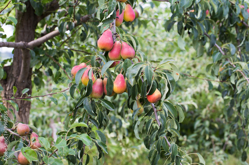 pear photo