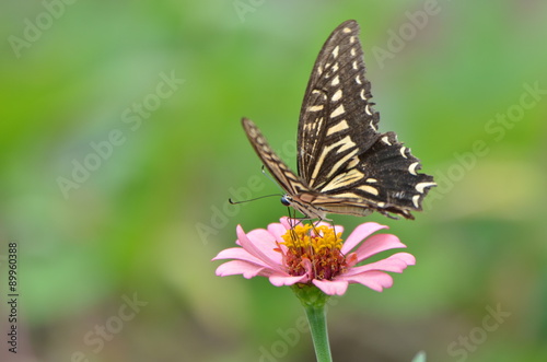アゲハ蝶とジニアの花