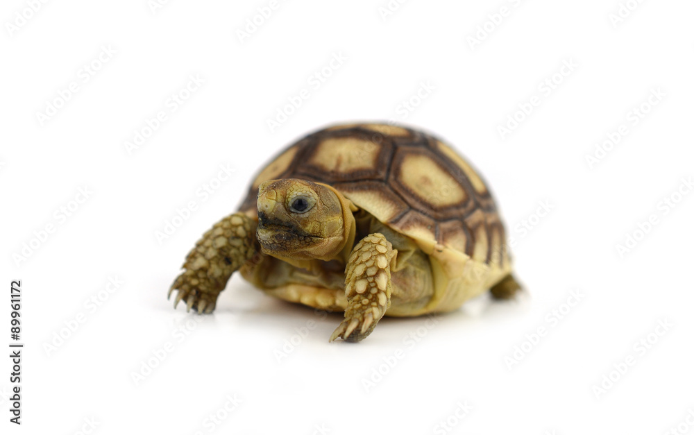 turtle isolated on white background