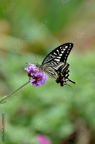 アゲハ蝶と三尺バーベナ © tomo