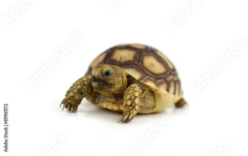 turtle isolated on white background