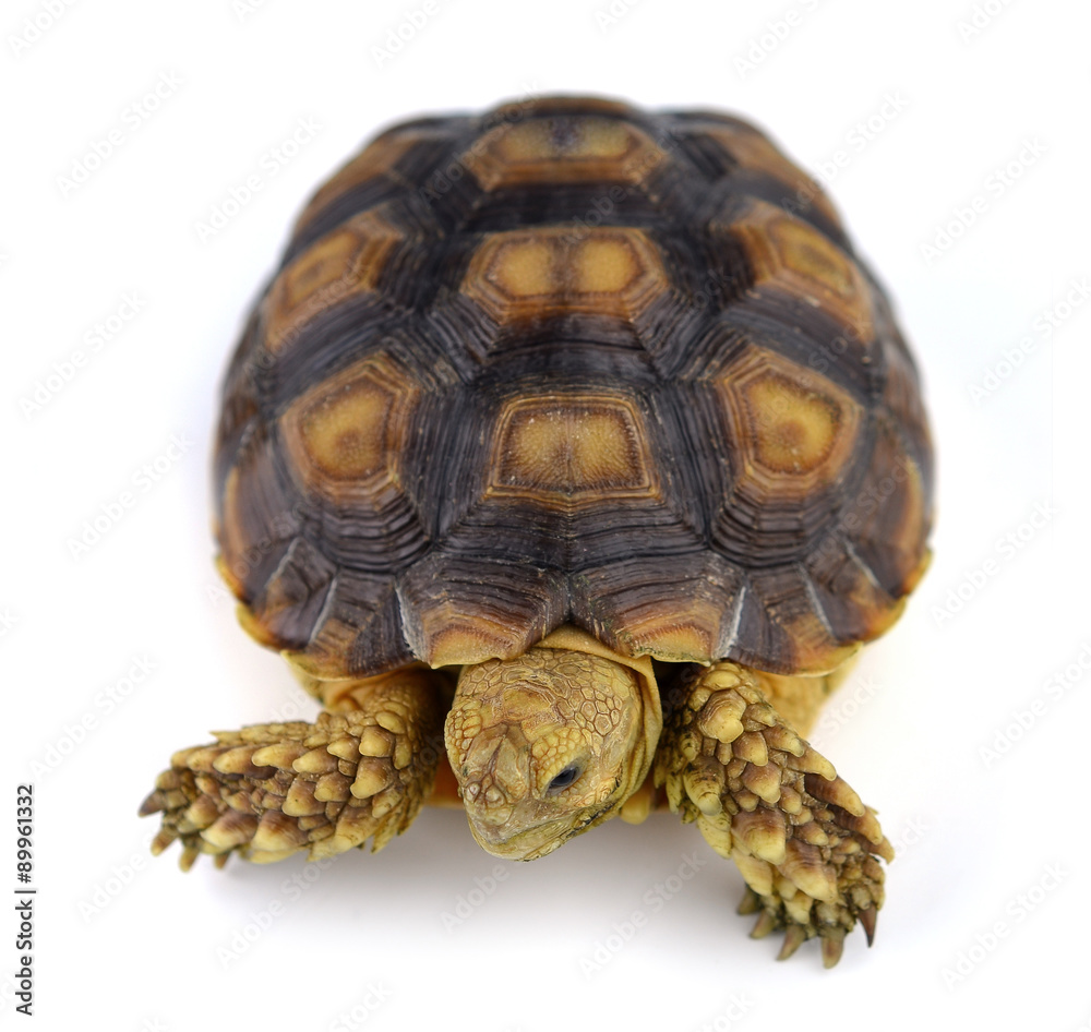 turtle isolated on white background turtle isolated on white background
