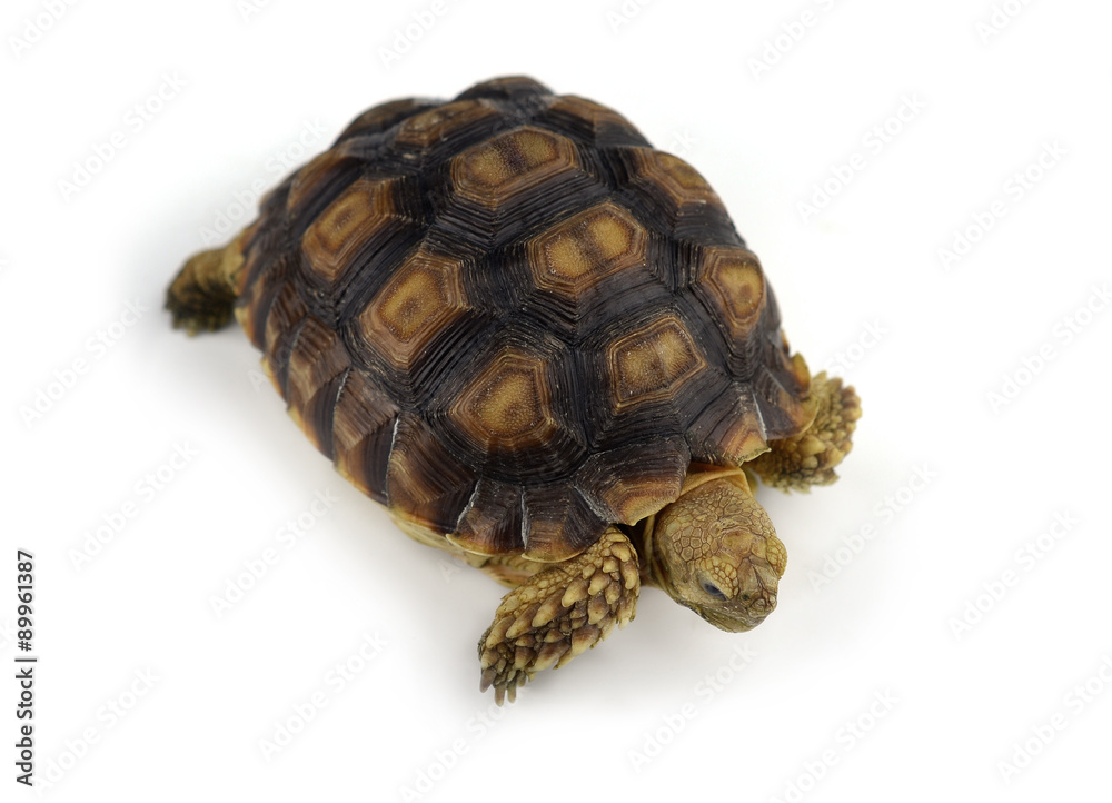 Fototapeta premium turtle isolated on white background