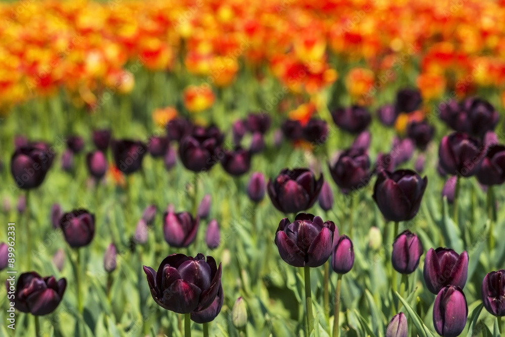 Obraz premium background field flower bed of blooming dark purple and bright orange tulips on the flower festival in Istanbul