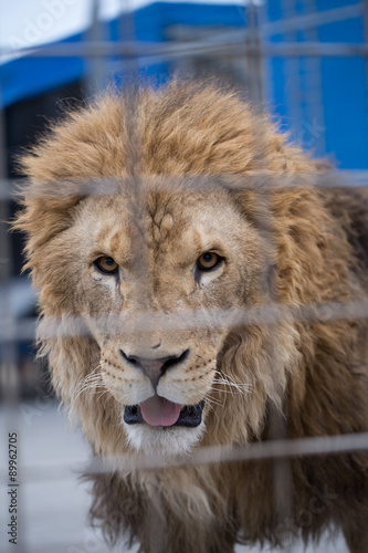 Fototapeta Naklejka Na Ścianę i Meble -  lion in captivity